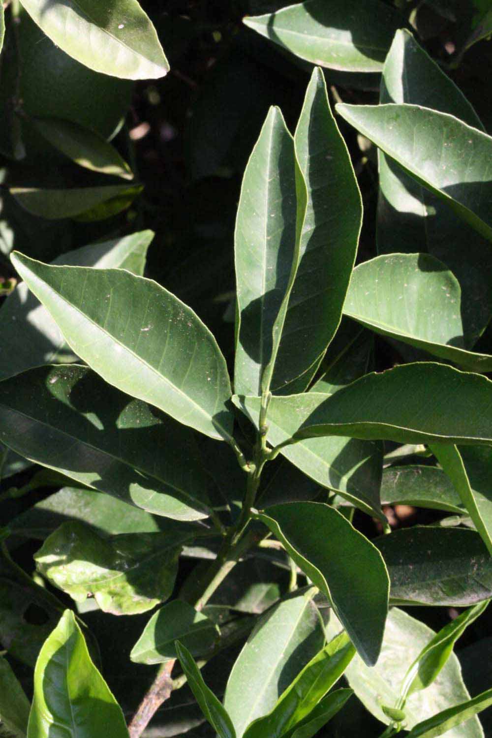              Sun leaves (Riverside, CA)       